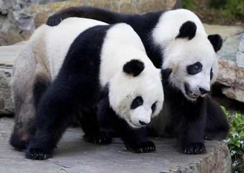 Giant_Panda_intros_04