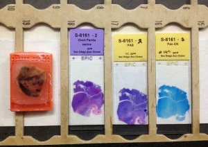 Histo-Slides-Gao-Gao-300x212