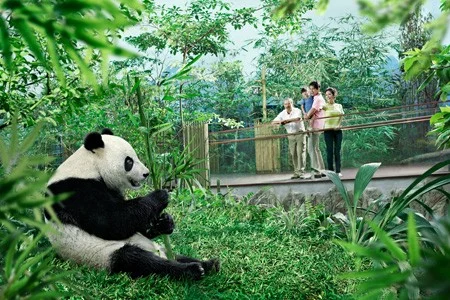 img-giant-panda-forest_news_featured