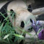 IMG_4904-Copy-150x150