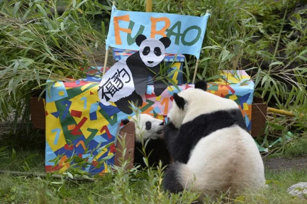 pa_geburtstag1_animal_detail_801-620x412
