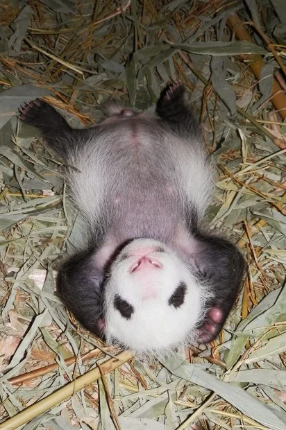 pa_panda1_slide_l-412x620