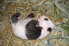 pa_panda2_sidebar