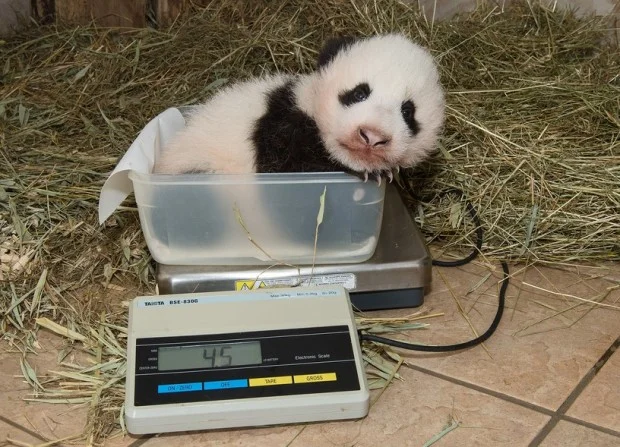 pa_panda_waage1_slide_l-620x447