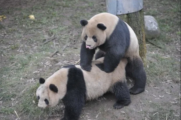 PANDA-1328146721-620x411