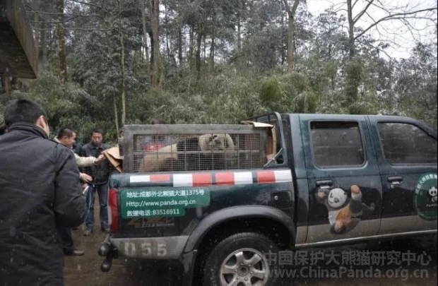 PANDA-1328840948-620x405