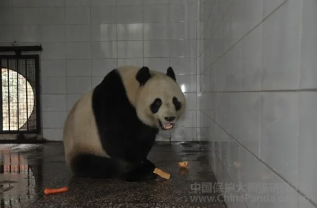 PANDA-1328841010-620x407