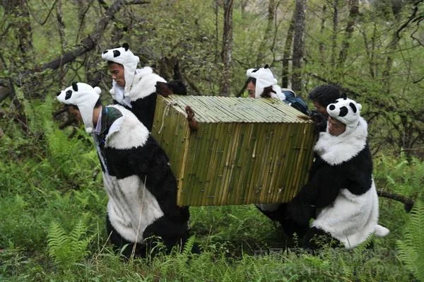 PANDA-1336029619