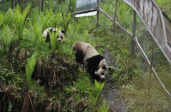 PANDA-1336029647-2