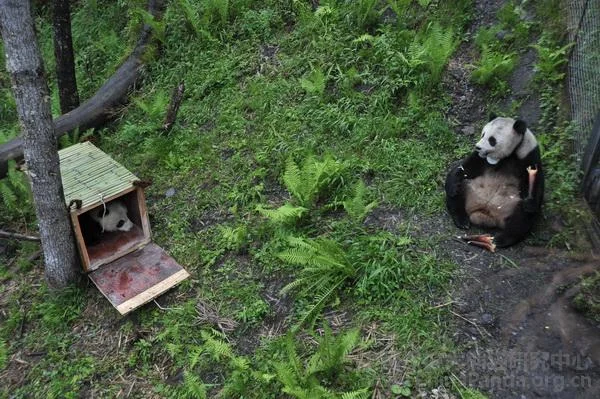 PANDA-1336029733