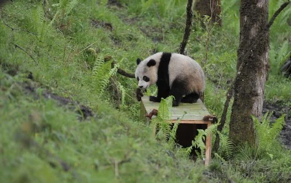 PANDA-1336029809