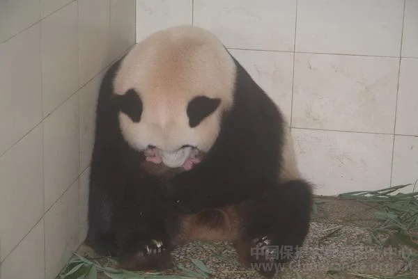 PANDA-1343099139