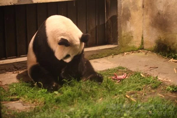 PANDA-1345101715