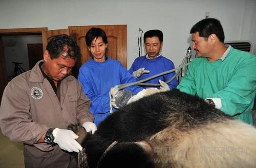 PANDA-1346131996-2