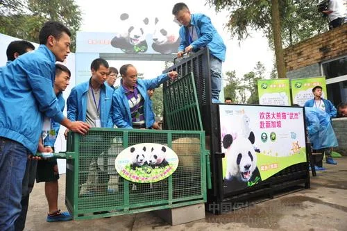 PANDA-1346849016-2