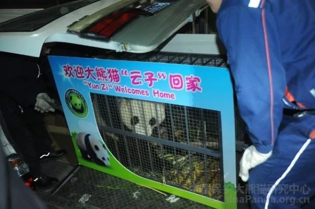 PANDA-1389502735-620x412
