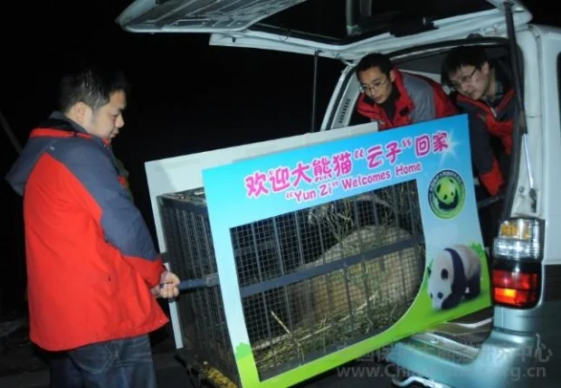 PANDA-1389502780-620x429