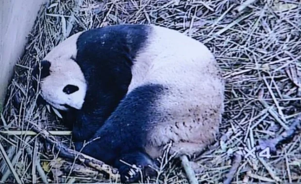 PANDA-1401086603-620x378