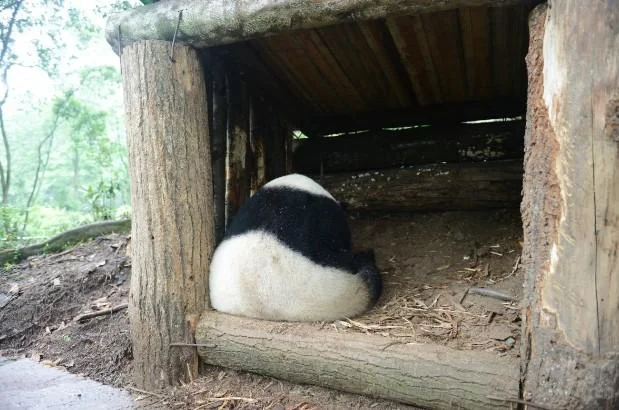 PANDA-1404717869