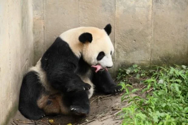 PANDA-1407136894-620x411