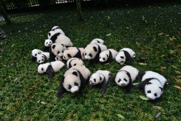 panda-620x414