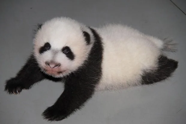 Panda-Abre-los-ojos-Zoo-Madrid-620x413