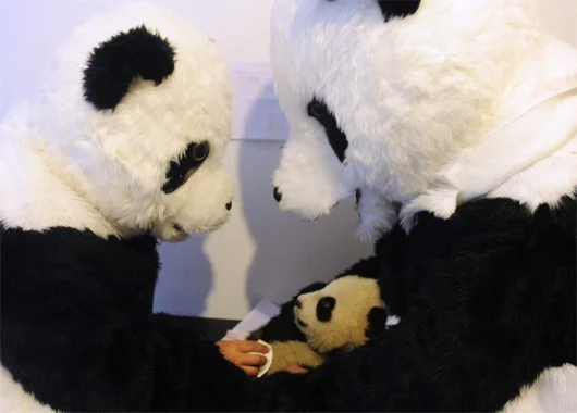 panda2_jpg_h380_jpg_568