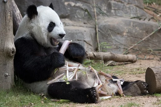 panda_130529_xilan_ZA_9768