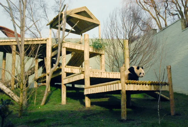panda_climbing_frame_11
