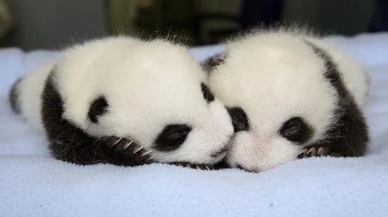 panda_cubs2013_130827_cub_a_b_table_4263