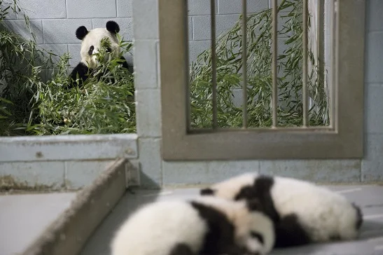 panda_cubs2013_131113_lunlun_cub_a_b_ZA_1161