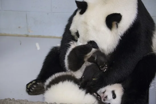 panda_cubs2013_131113_lunlun_cub_b_a_ZA_1207
