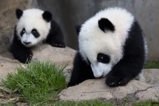 panda_cubs2013_140320_firstdayoutside_meihuan_meilun_ZA_9382_jpg-620x412