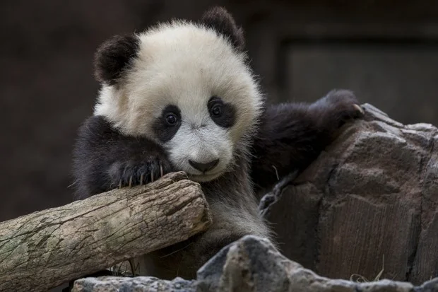 PandaBaby_001_Med-620x413