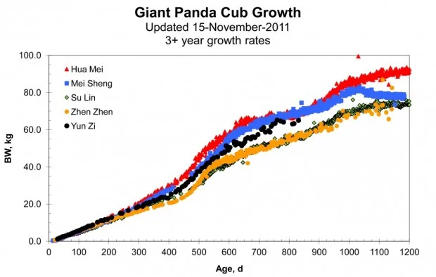 PandaCubGrowth-3-yrs-of-age-18Nov11-1024x652-620x394