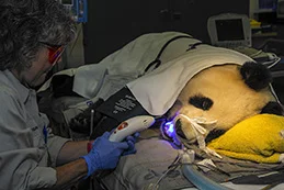 Meg Sutherland Smith, associate director of veterinary services at the <a href=