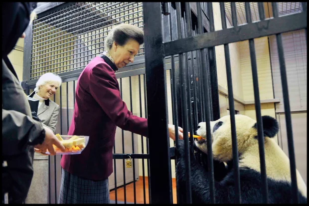 PIC: ROB MCDOUGALL HRH THE PRINCESS ROYAL GETS A BEHIND THE SCENES OPPORTUNITY TO FEED THE UK'S ONLY GIANT PANDAS DURING A VISIT TO EDINBURGH ZOO THIS AFTERNOON. PICTURED IS TIAN TIAN (FEMALE) MORE INFO: RACHEL GODDARD, RZSS, 0131 314 0312 PHOTOGRAPHER: ROB MCDOUGALL 07856 222 103 info@robmcdougall.com WWW.ROBMCDOUGALL.COM