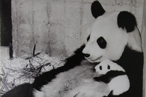 Shao-Shao-Chu-Lin-19821