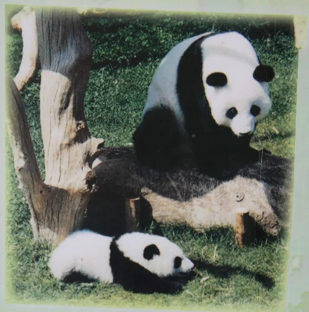 Shao-Shao-Chu-Lin-1983-614x620