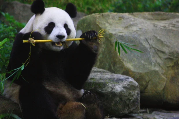 Taipei-Zoo-002