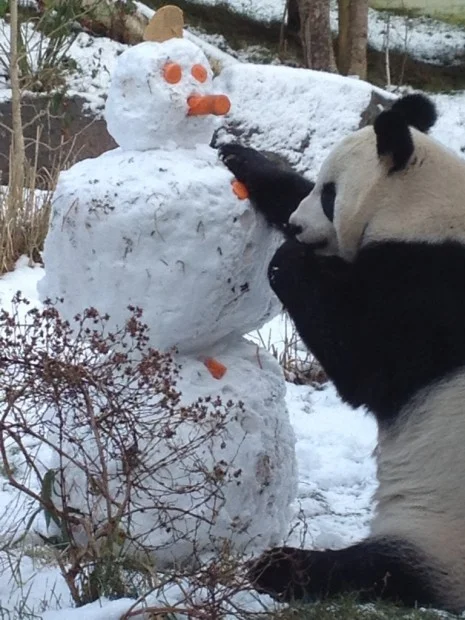 Tian_Tians_Snowman-465x620