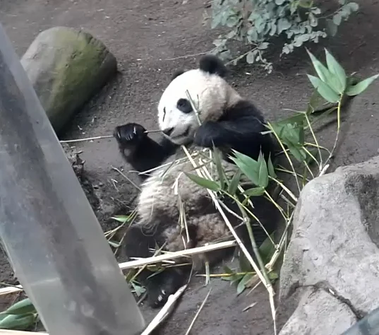 Xiao-Liwu-1-24-14