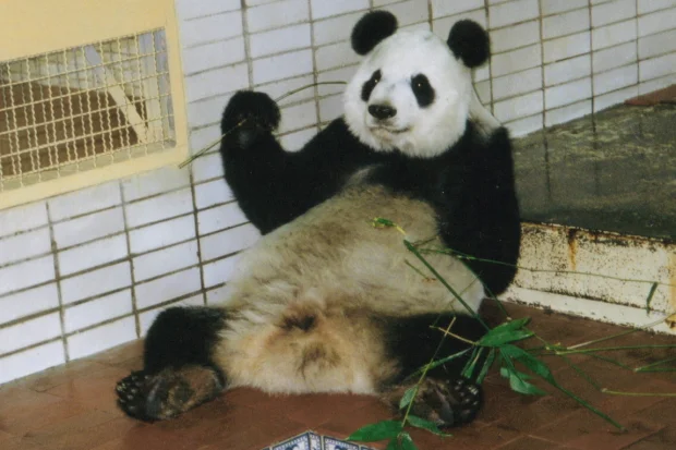 Xin-Xin