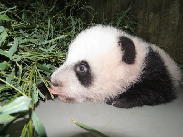 XING_BAO_baja-620x465