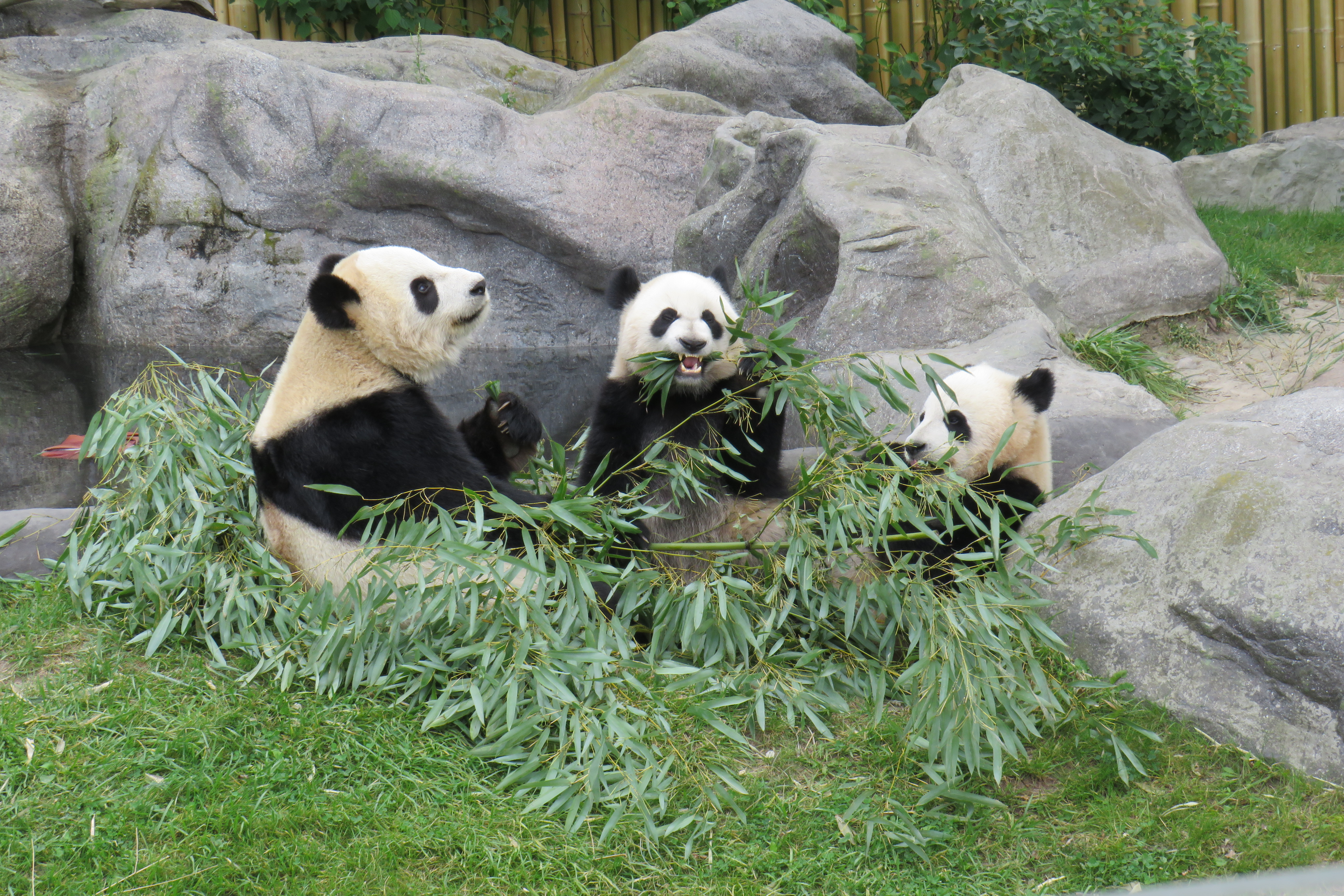 giant panda zoo habitat