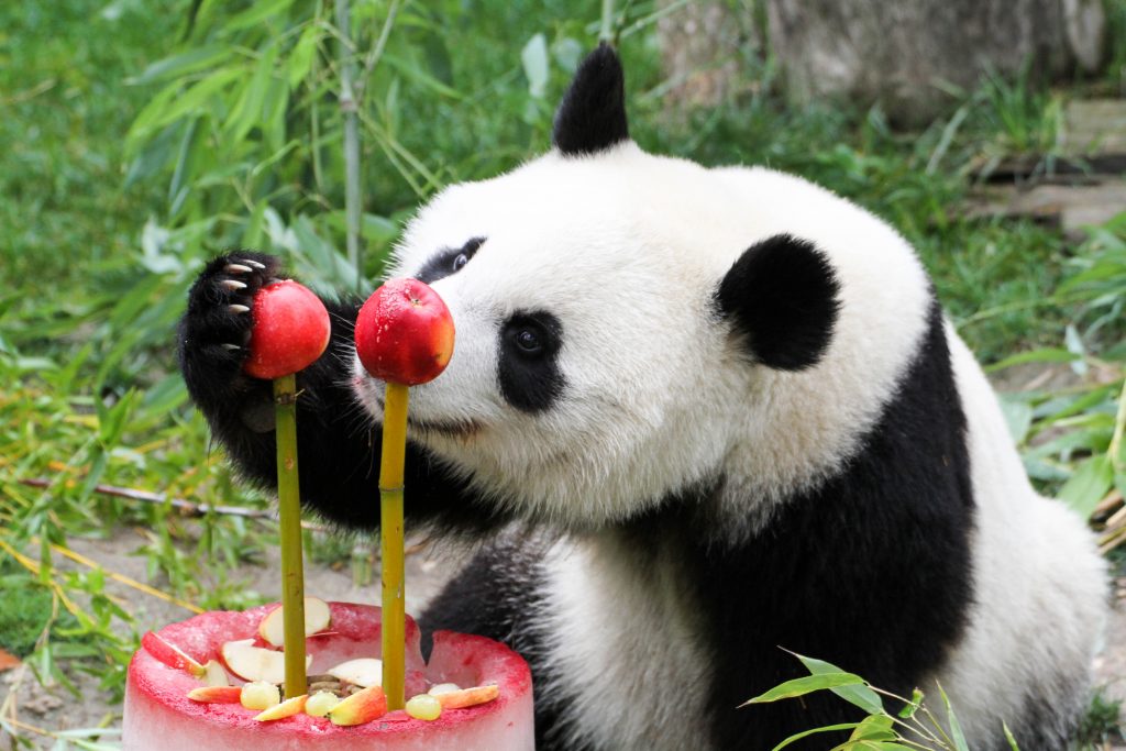 Europe's first panda cub Chu Lin was born 30 years ago @ Zoo Madrid