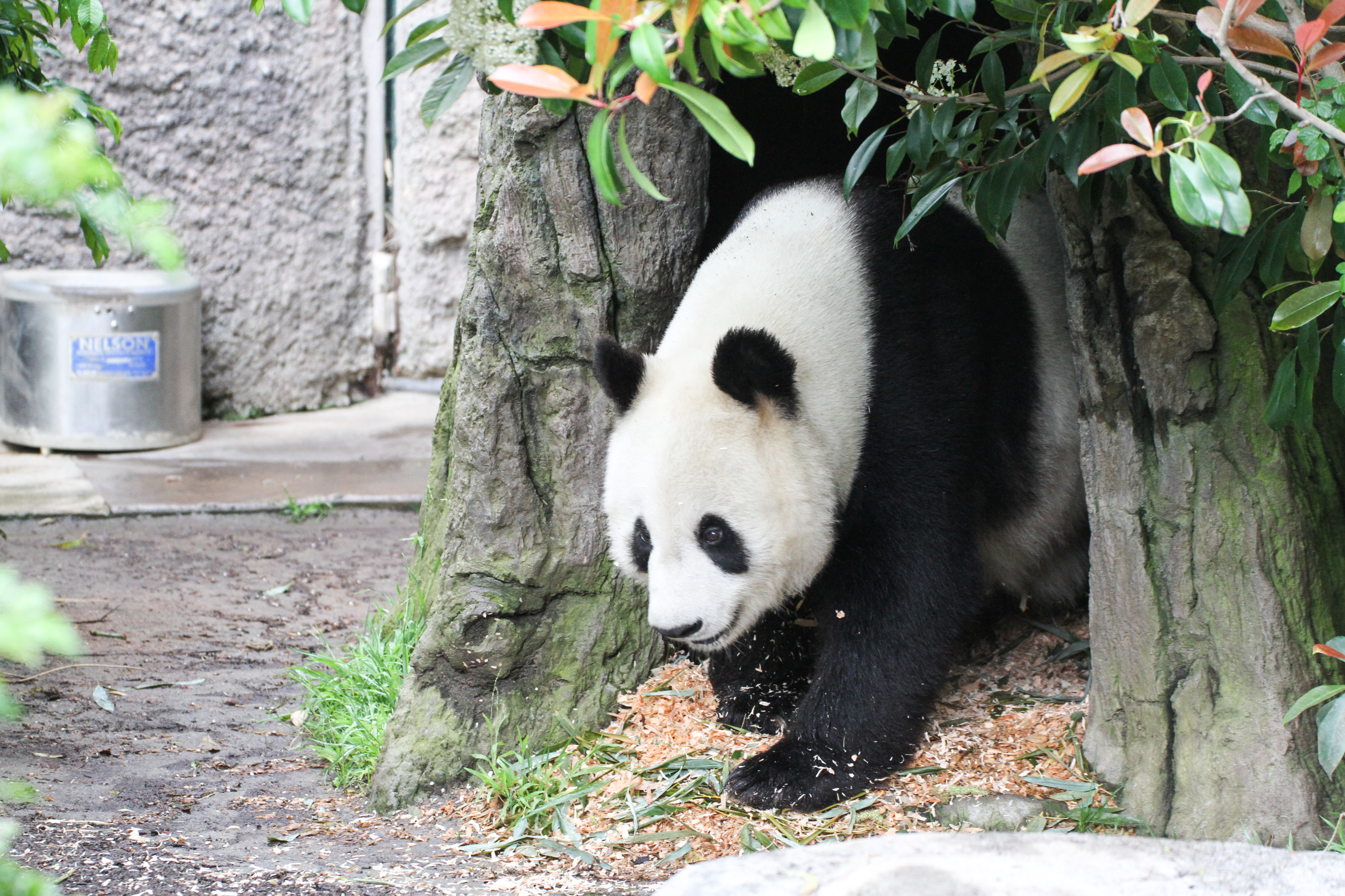 Surprise! Giant pandas may return to San Diego - The San Diego Union-Tribune