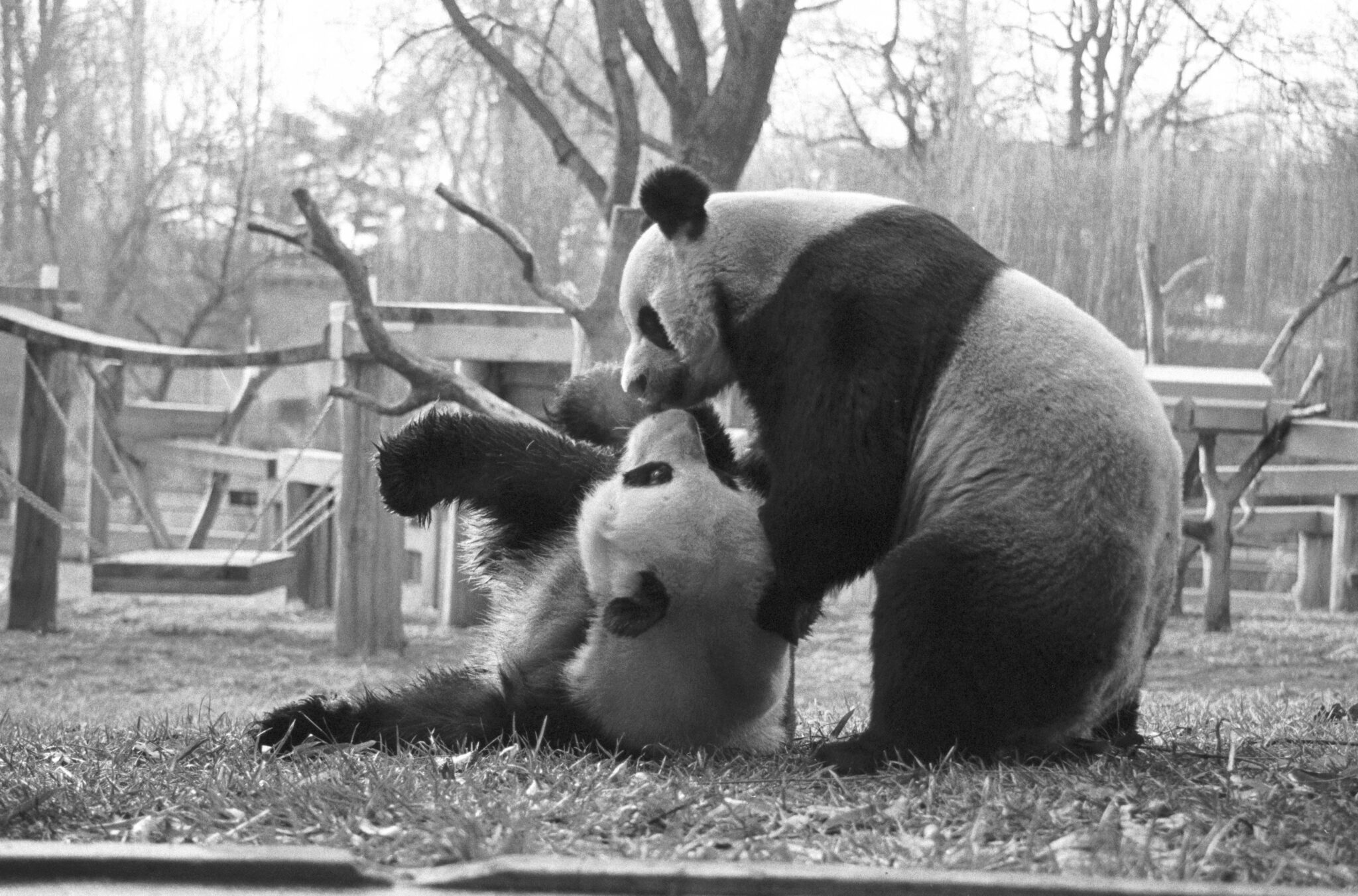 Celebrating 50 Years of Giant Pandas at the Smithsonian’s National Zoo