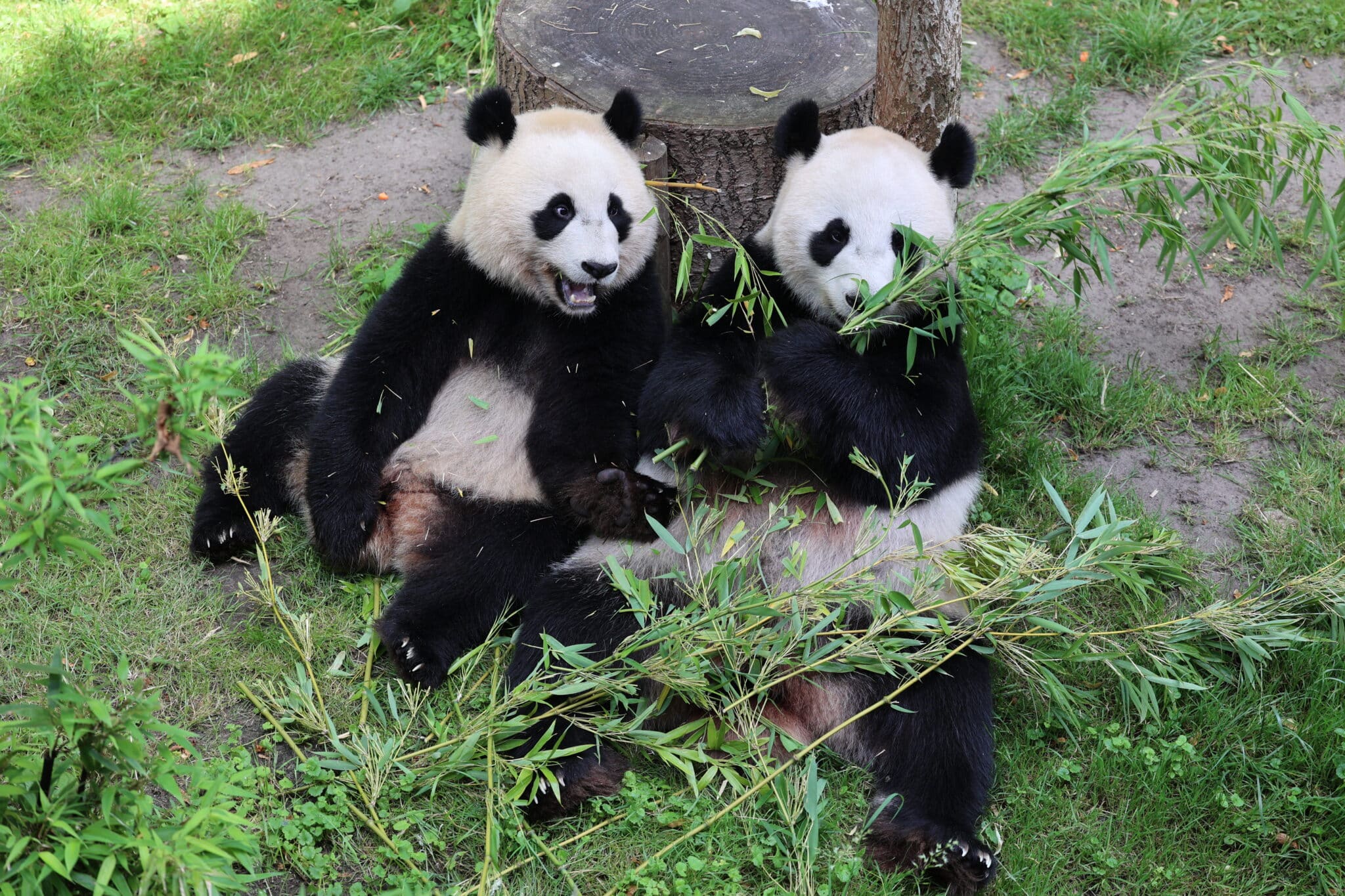 Ouwehands Dierenpark Rhenen shows first images of 'Pandasia'